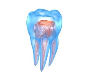 Transparent tooth showing internal structures