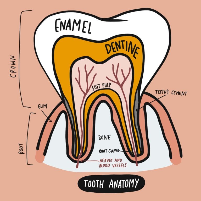 Diagram of Tooth Structure