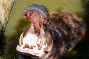 Hippo Showing Teeth
