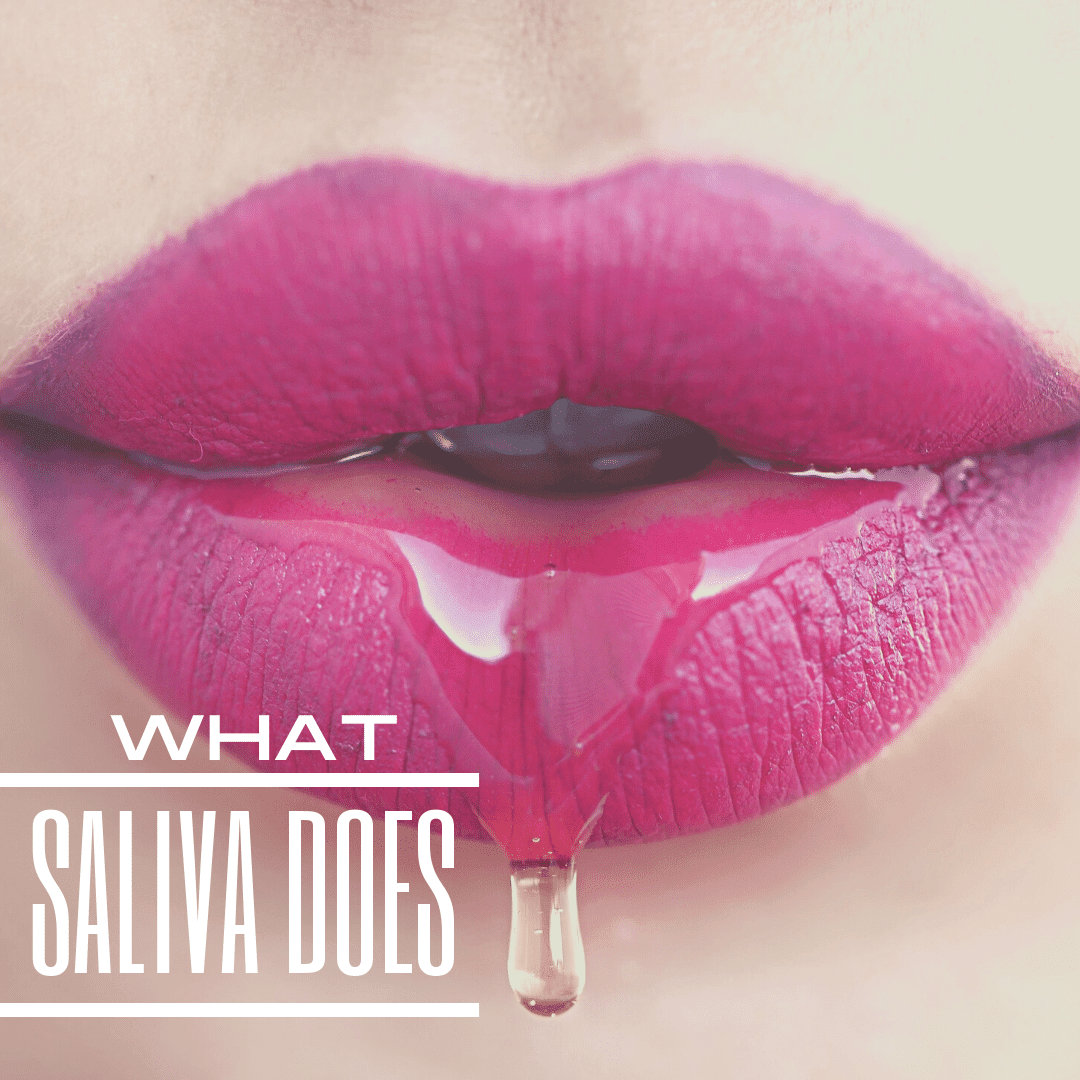 what-saliva-does