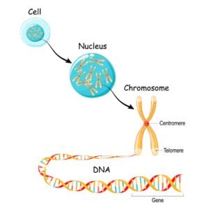 cell broken down into chromosomes broken down into DNA