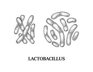 lactobacillis